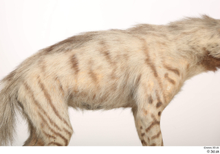 Striped Hyena Hyaena hyaena back 0001.jpg